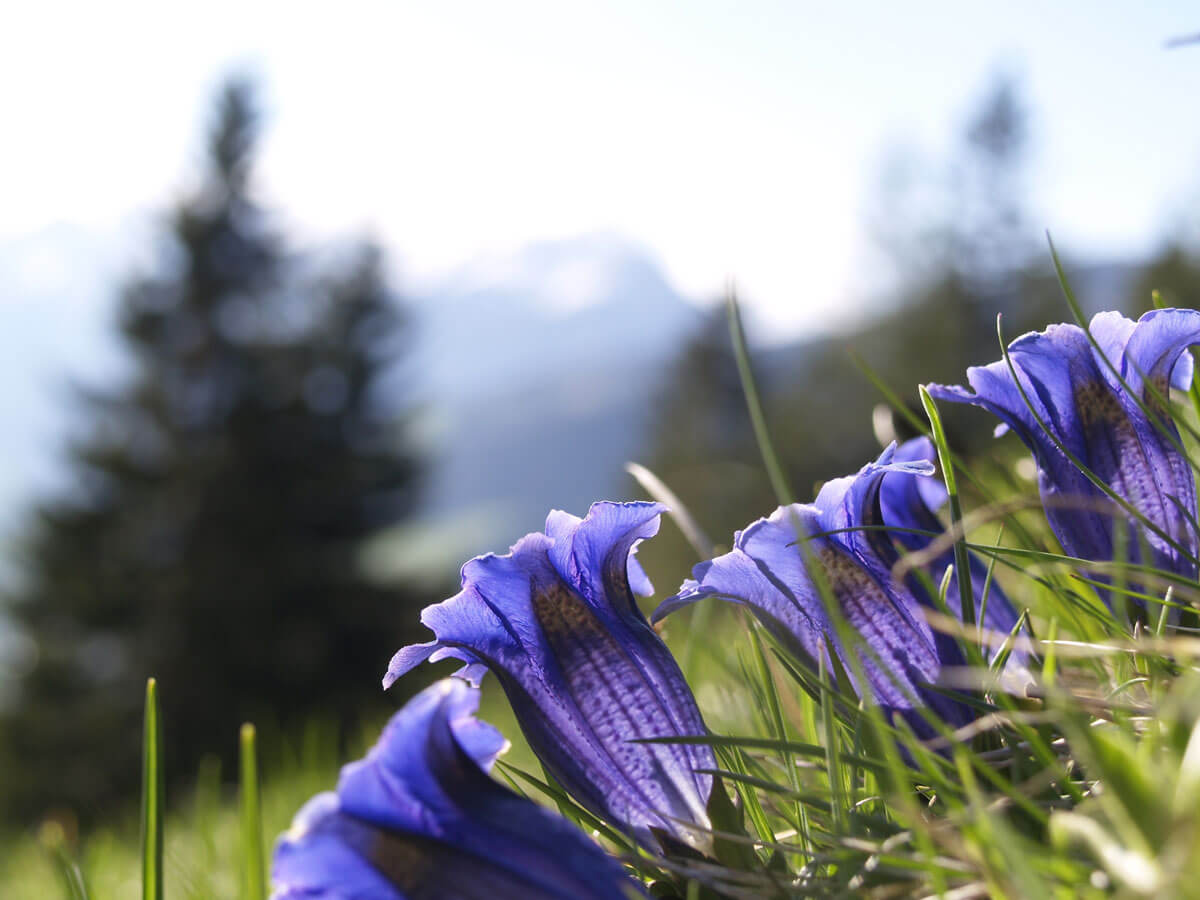 Enzian, die alpine Bitterwurzel für den guten Appetit