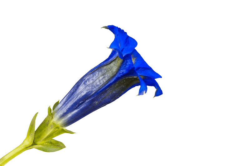 Blauer Enzian